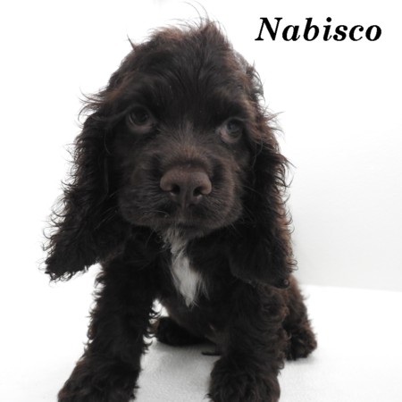 puppy, for, sale, Cocker Spaniel, Joe & Cherri  Overlease, dog, breeder, Miller, MO, dog-breeder, puppy-for-sale, forsale, nearby, find, puppyfind, locator, puppylocator, aca
